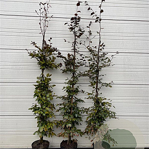 Fagus syl. 'Atropunicea' 150-175 cm 12L