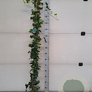 Hedera hibernica 180 cm 2,0L met stok