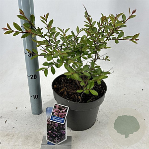 Lagerstroemia i. Choco Pink 50-60 cm 5,0L