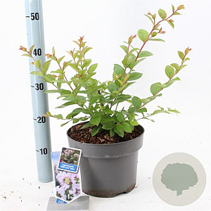 Lagerstroemia i. With Love Babe 40-60 cm 5,0L