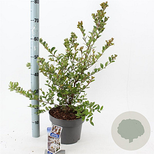 Lagerstroemia i. With Love Virgin 40-60 cm 5,0L