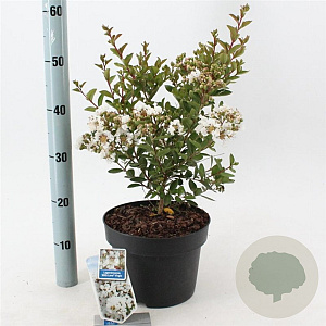 Lagerstroemia i. With Love Virgin 40-60 cm 5,0L