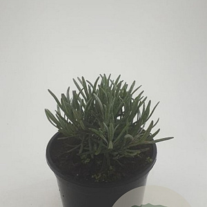 Lavandula ang. 'Munstead' GM C1.3