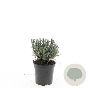 Lavandula ang. 'Munstead' GM C1.3