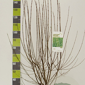 Ligustrum vulg. 'Atrovirens' 100-125 cm 12L