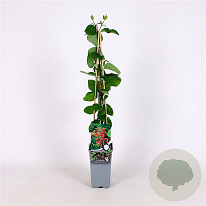 Lonicera brownii 'Dropmore Scarlet' 70 cm 2,0L