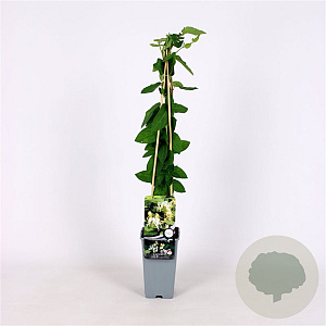 Lonicera jap. 'Halliana' 70 cm 2,0L