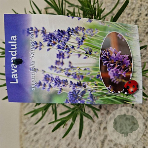 Lavandula ang. 'Munstead' 20-25 cm C1.5