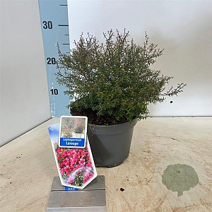 Leptospermum scop. Larouge 30-40 cm 2,0L