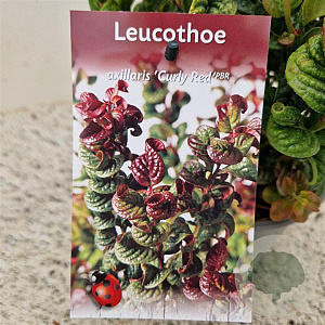 Leucothoe axillaris 'Curly Red' 20-25 cm 2,5L