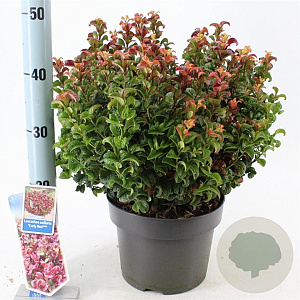 Leucothoe axillaris 'Curly Red' 30-35 cm 5,0L