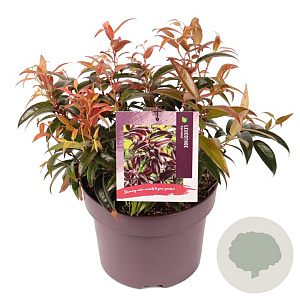 Leucothoe Carinella 20-25 cm 5,0L
