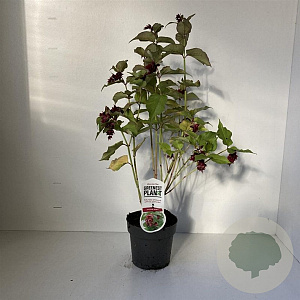 Leycesteria formosa 30-40 cm 2,0L