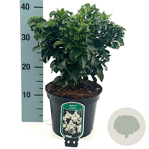 Ligustrum j. 'Rotundifolium' 25-30 cm 3,0L
