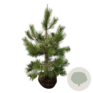Pinus nigra nigra 125-150 cm draadkluit