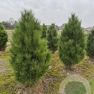Pinus nigra 'Pyramidalis' 100-125 cm draadkluit