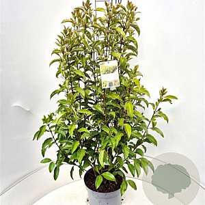 Ligustrum luc. Green Screen 125-150 cm 10L