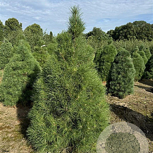 Pinus sylv. 'Norska' 125-150 cm draadkluit