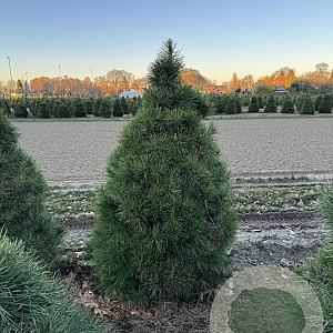 Pinus sylv. 'Norska' 175-200 cm draadkluit