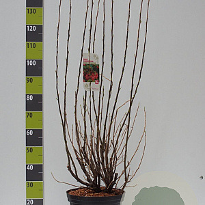 Ribes sang. 'King Edward VII' 100-125 cm 12L