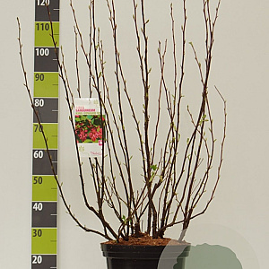 Ribes sang. 'King Edward VII' 100-125 cm 12L