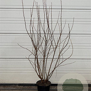 Ribes sang. 'King Edward VII' 125-150 cm 12L