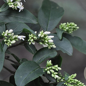 Ligustrum tschonoskii 10-12 HO draadkluit geveerd