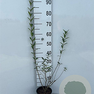 Ligustrum vulgare 40-60 cm 2,0L