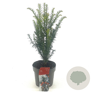 Taxus baccata 20-30 cm 2,0L