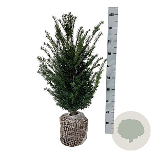 Taxus baccata 60-80 cm met kluit