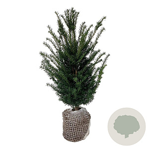 Taxus baccata 60-80 cm met kluit
