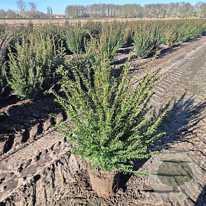 Taxus baccata 60-80 cm met kluit