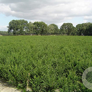 Taxus baccata 60-80 cm met kluit