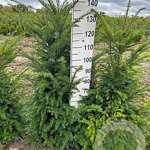 Taxus baccata 100-125 cm met kluit