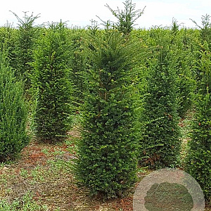 Taxus baccata 175-200 cm draadkluit