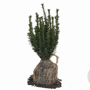 Taxus media 'Hillii' 30-40 cm met kluit