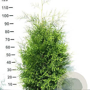 Thuja occ. 'Brabant' 80-100 cm met kluit