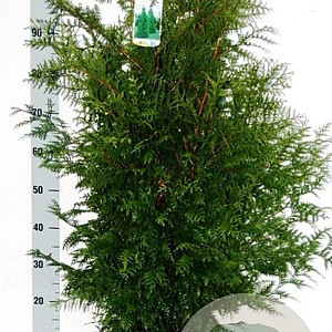 Thuja occ. 'Brabant' 100-125 cm met kluit
