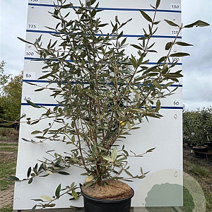 Viburnum 'Pragense' 125-150 cm 20L