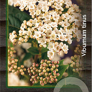 Viburnum tinus 50-60 cm 7,5L