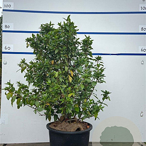 Viburnum tinus 80-100 cm 20L