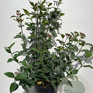 Viburnum tin. 'Purpureum' 60-80 cm 7,5L