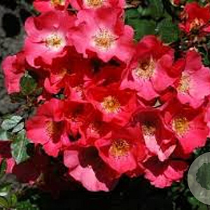 Rosa (H) Amstelveen GM C1.5 eigen wortel