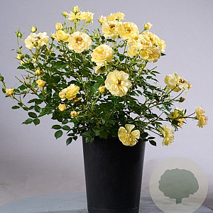 Rosa Bienenweide Gelb A kwaliteit C1.5 eigen wortel