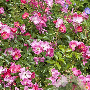 Rosa (H) Floriade 2002 GM C1.5 eigen wortel