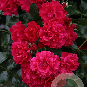 Rosa (H) Gärtnerfreude GM C1.5 eigen wortel