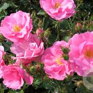 Rosa (H) Mirato A kwaliteit wortelgoed