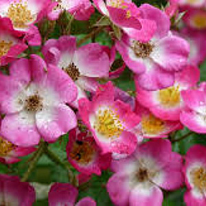 Rosa (H) 'Mozart' GM C1.5 eigen wortel