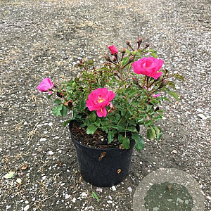 Rosa Neon A kwaliteit C1.5 eigen wortel