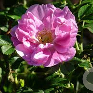 Rosa (R) 'Rotes Meer' A kwaliteit C1.5 eigen wortel